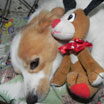 Anabelle