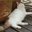Jasmine