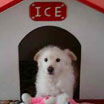 Ice