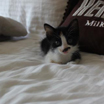 Mimi