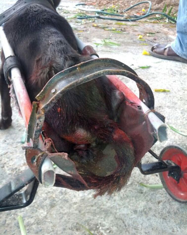 Can You Get Help From The Government For Dog Spaying Can You Get Help From The Government For Dog Spaying