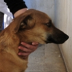 Hope survives shooting of dogs
