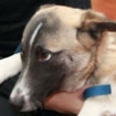 Baxter and Chippers rescued in time
