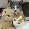 Bucky, Basil and Kia