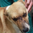 Pregnant dog shot and blinded