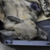 Nora's fate tells the story of striped hyenas in Lebanon