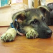 Toyo rescued from pet shop